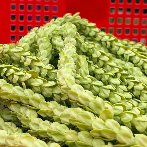 Pakalana Twisted Lei